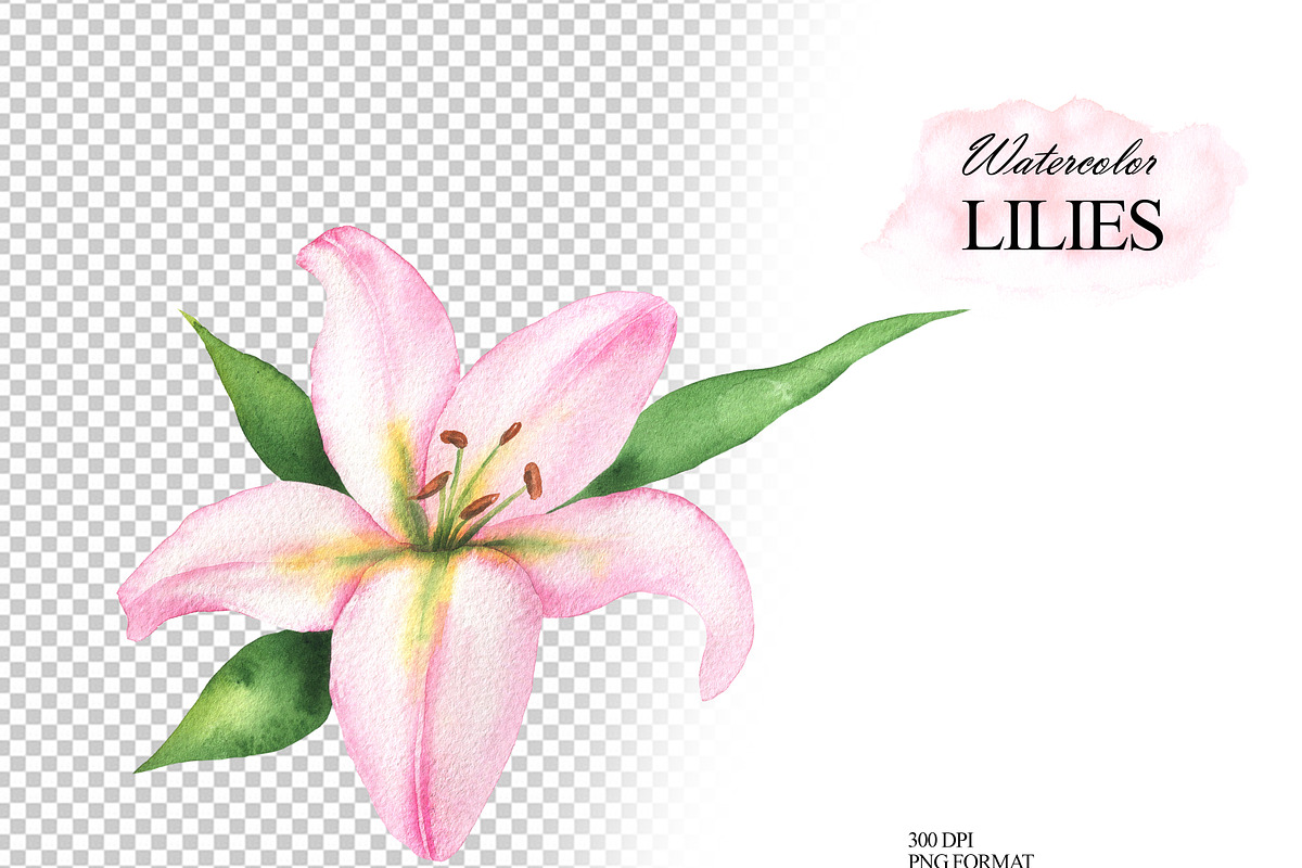 Pink lilies watercolor clipart set, an Illustration by OlDm_Shop (Photo 7 of 10)