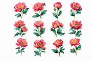 Watercolor Peony Clipart, an Illustration by Libby Wishes (Thumbnail 3 of 4)