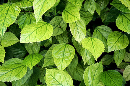 Green leaves for background., a Nature Photo by Sir13