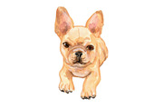 French Bulldogs, an Animal Illustration by Carol Cooper Studios (Thumbnail 8 of 8)