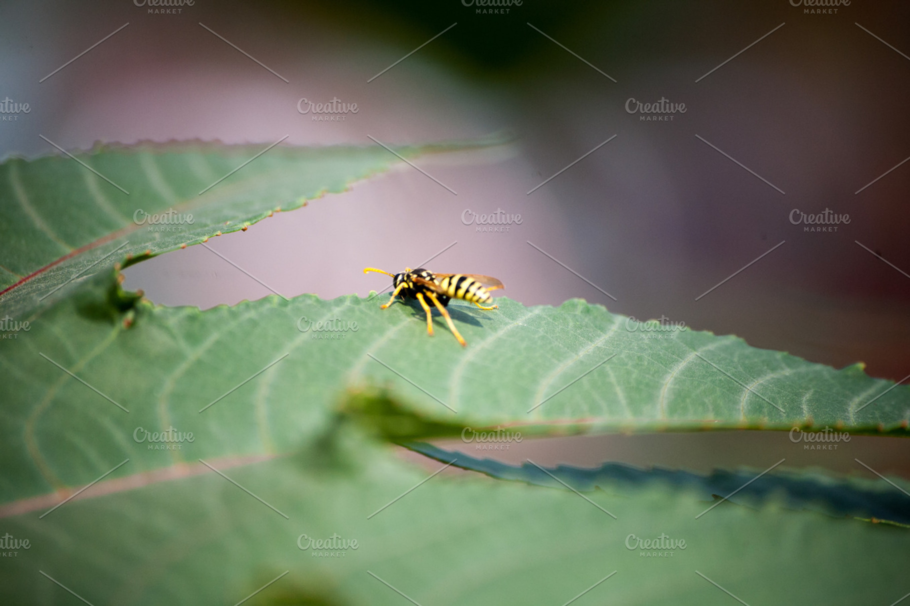 Bee on leaf