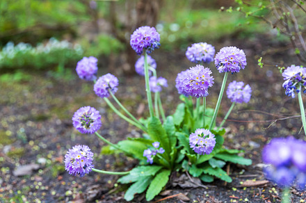 A flourishing Primula denticulata,