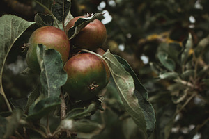 Group of Apples on Tree