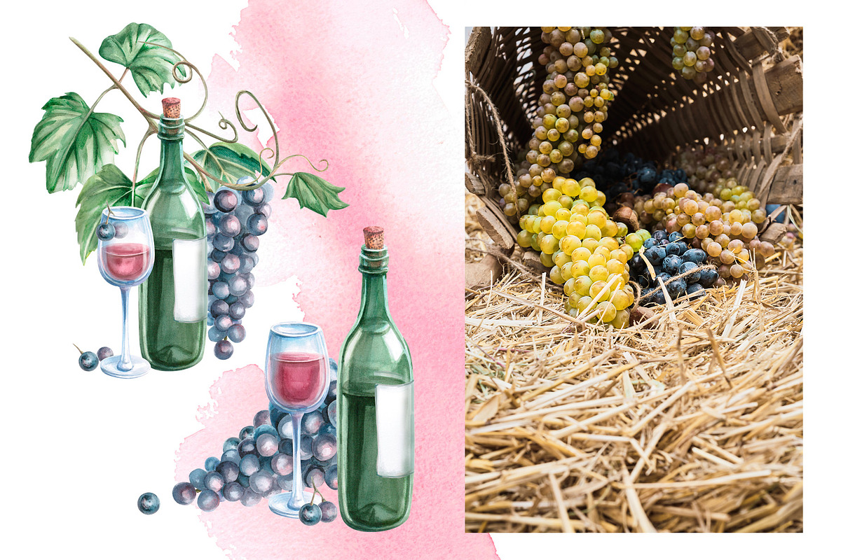 Wine and Grapes,watercolor clip art, a Food Illustration by SvetLana (Photo 6 of 16)