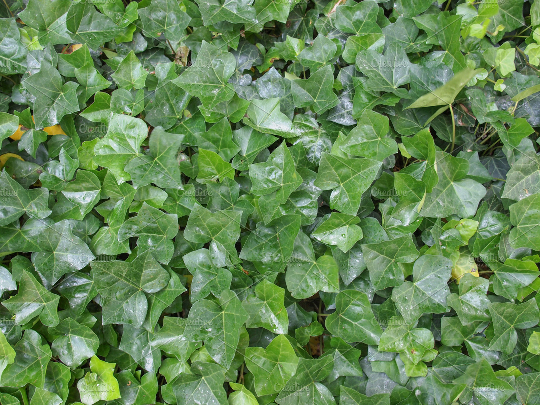 Ivy Stock Photo Containing Ivy And Green