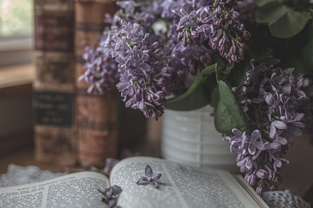 Lilacs and Old Books