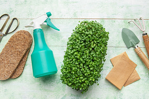 Microgreens growing kit with gardening tools, a Photo by Olena Rudo