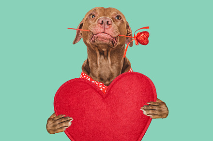 Cute brown dog and red heart. Beautiful greeting card