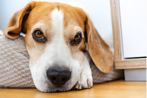 Adult male beagle dog sleeping on, an Animal Photo by MadPhotos