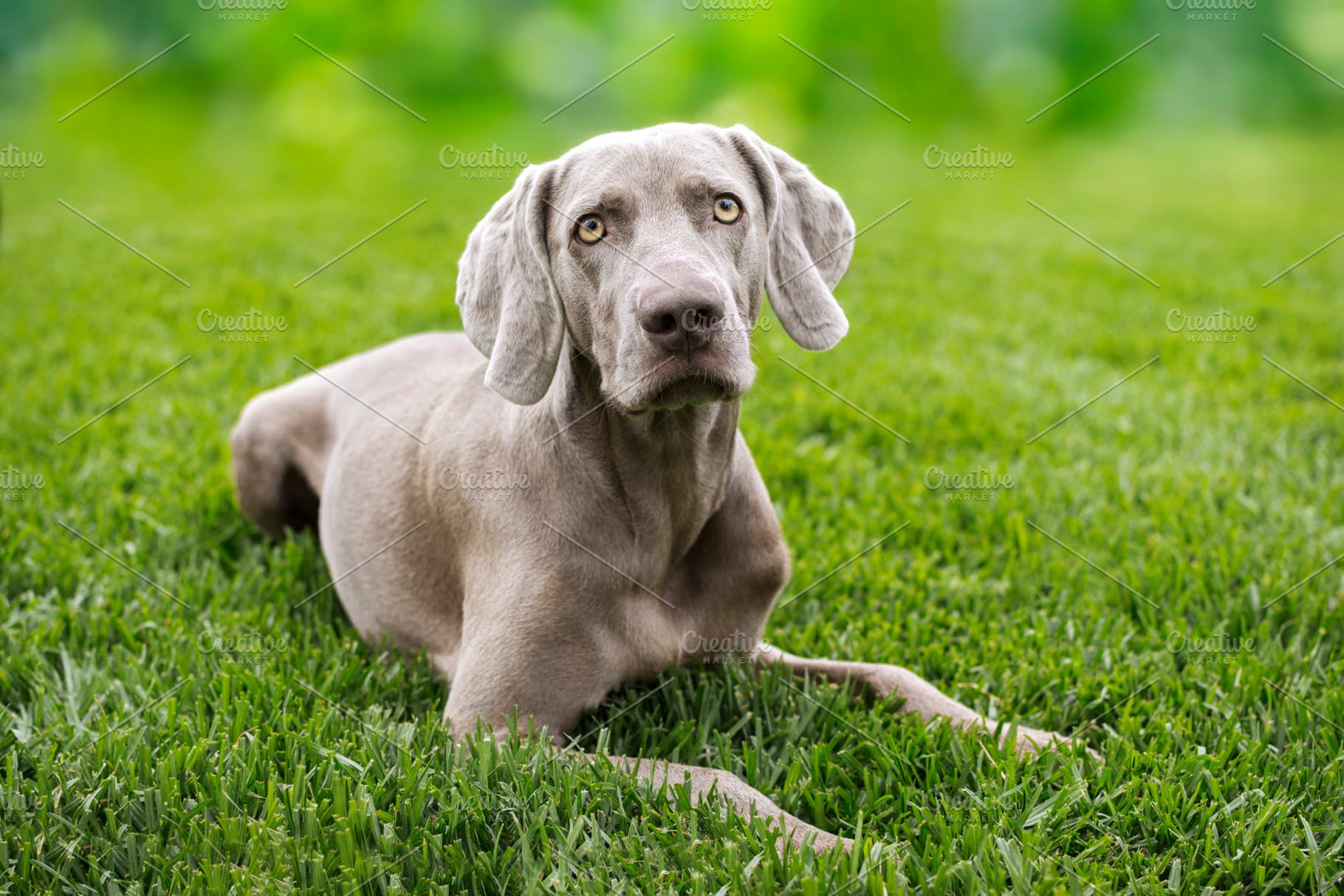 Dog Braco de Weimar., an Animal Photo by RaquelVizcaíno