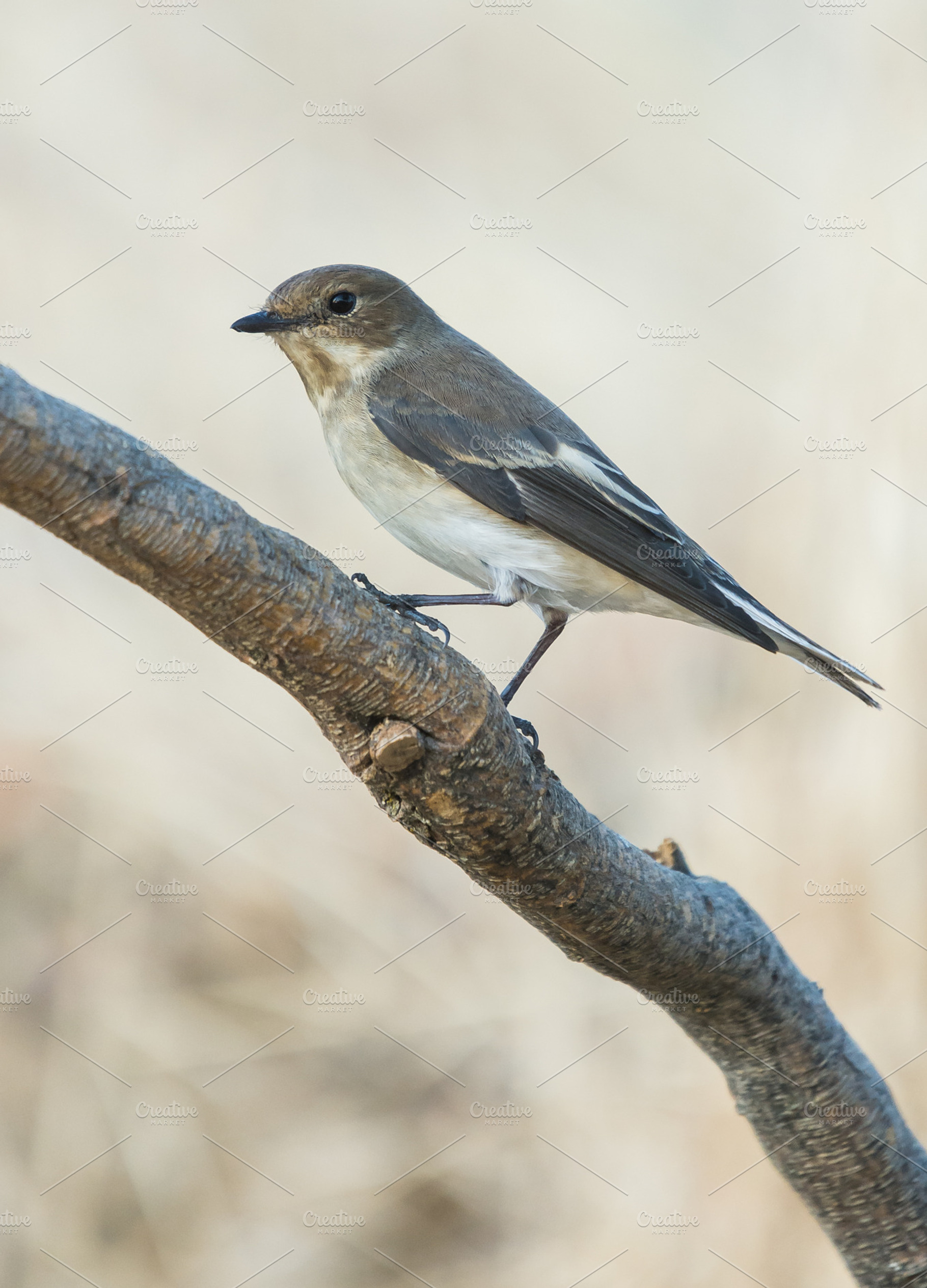 Ficedula hypoleuca containing hypoleuca, ficedula, and flycatcher