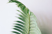 Palm Trees Photo Set, a Nature Photo by Nazar Hrabovyi (Thumbnail 3 of 5)
