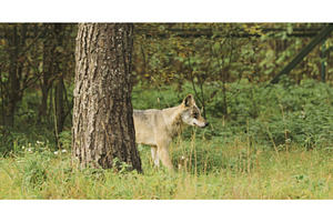 Curious Cub Wolf, Canis Lupus, Gray, a Graphic by Our Amazing World