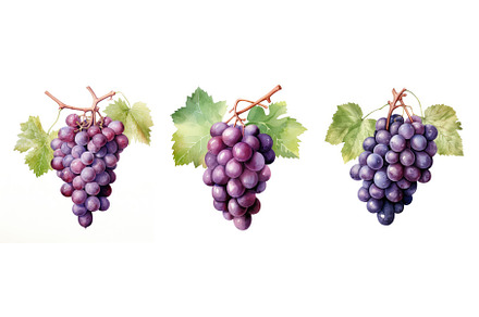 sweet grape ai generated watercolor, a Food & Drink Photo by pikepicture