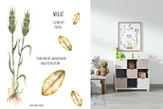 Watercolor Plant Life Cycle, an Education Illustration by MayaNavits (Thumbnail 3 of 10)