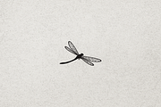 Minimalist Modern Dragonfly Logo, a Branding & Logo Template by Luxury Logos (Thumbnail 4 of 4)
