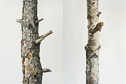 Wood - 163 images, a Nature Photo by Handmadefont (Thumbnail 13 of 25)