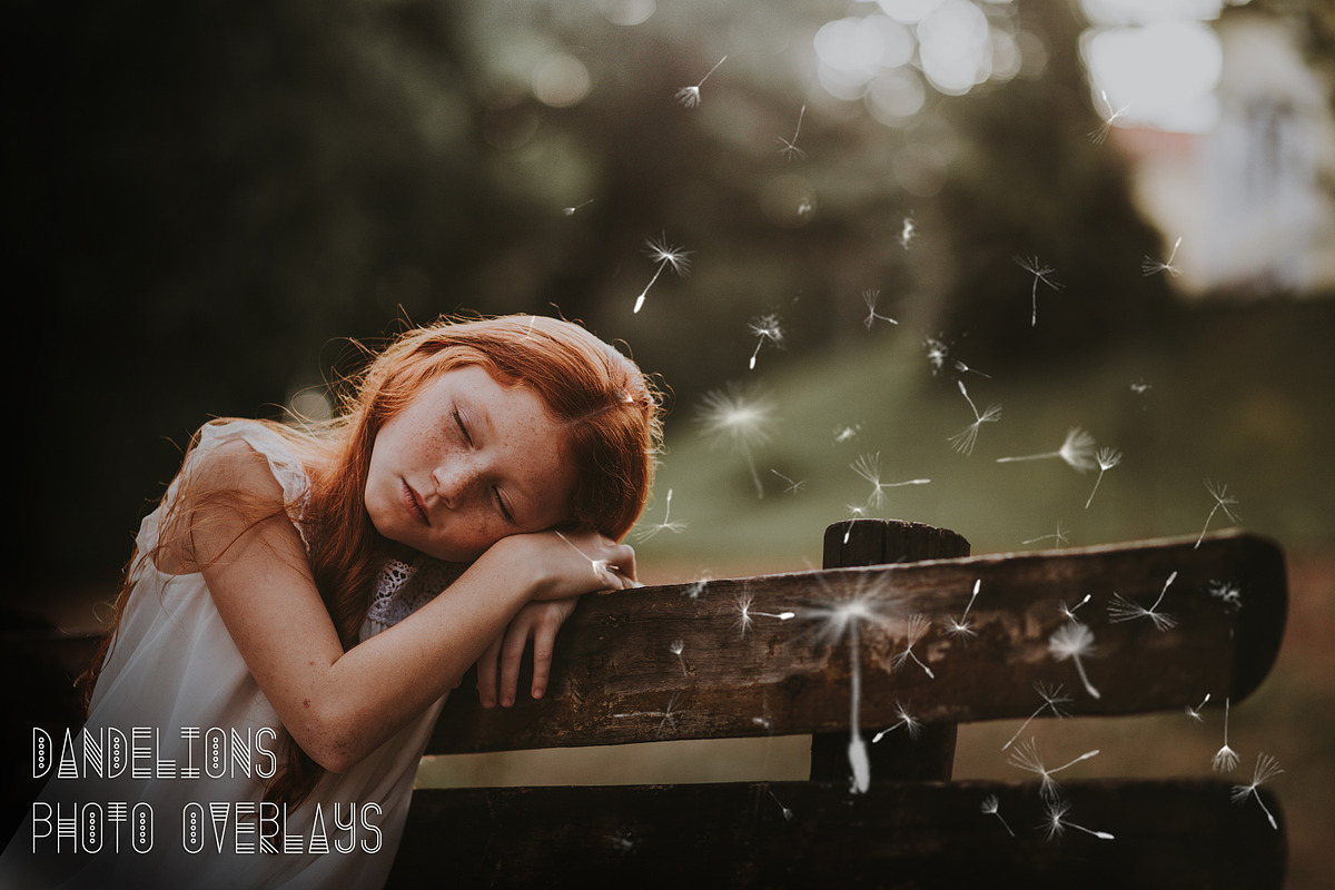 Dandelions Photo Overlays