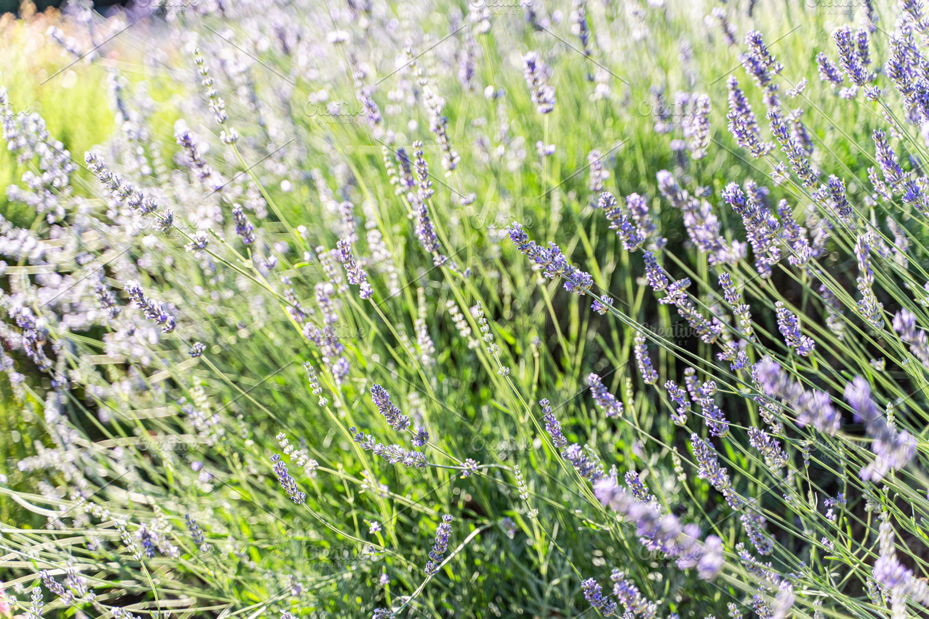 Blue lavender flowers in the summer meadow, a Nature Photo by Anna Bogush