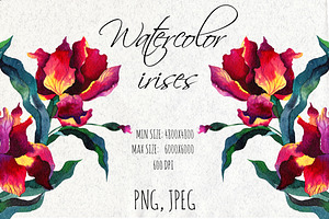 Watercolor iris flowers.