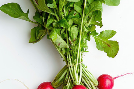 Vibrant radishes with green leaves i, a Photo by LOGOCREATIVE