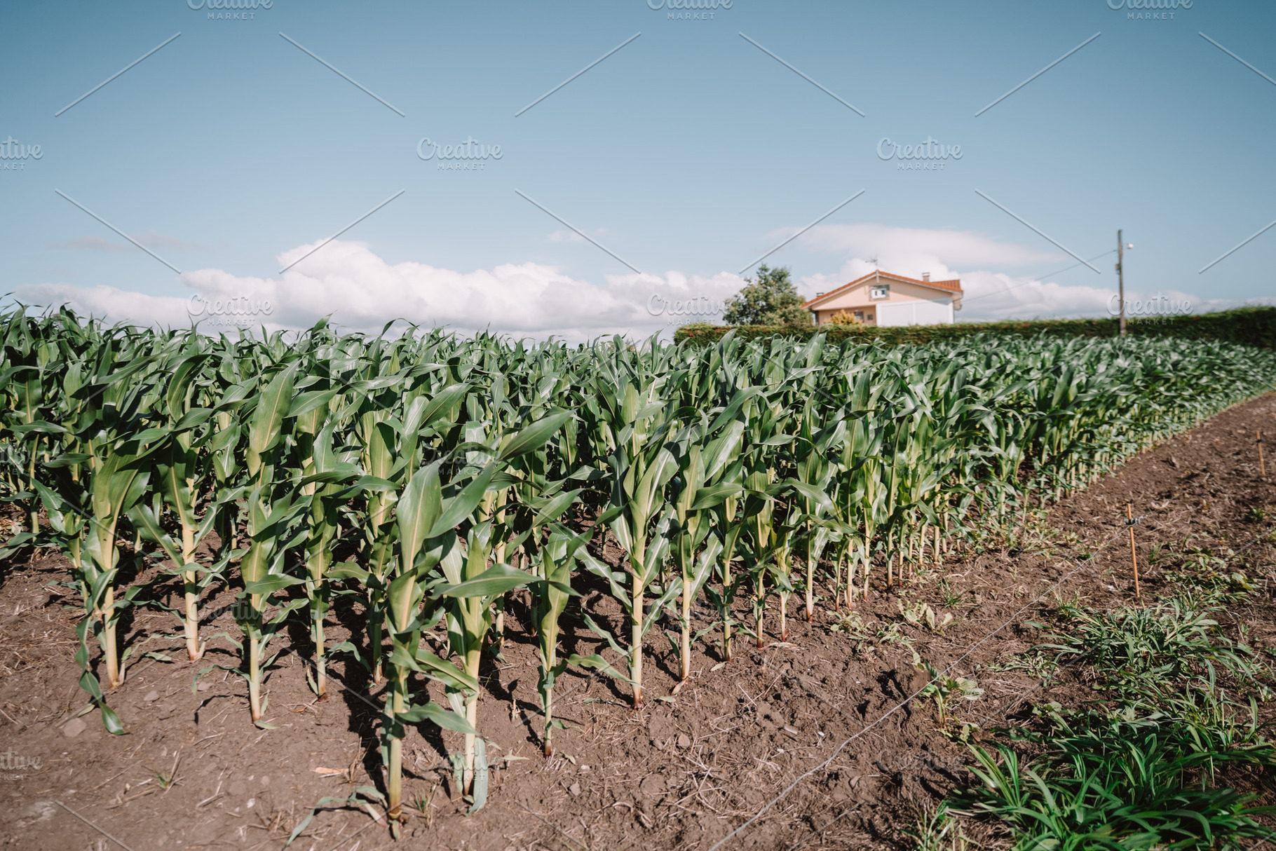Cornfield with rural house view, an Industrial Photo by SkyNext