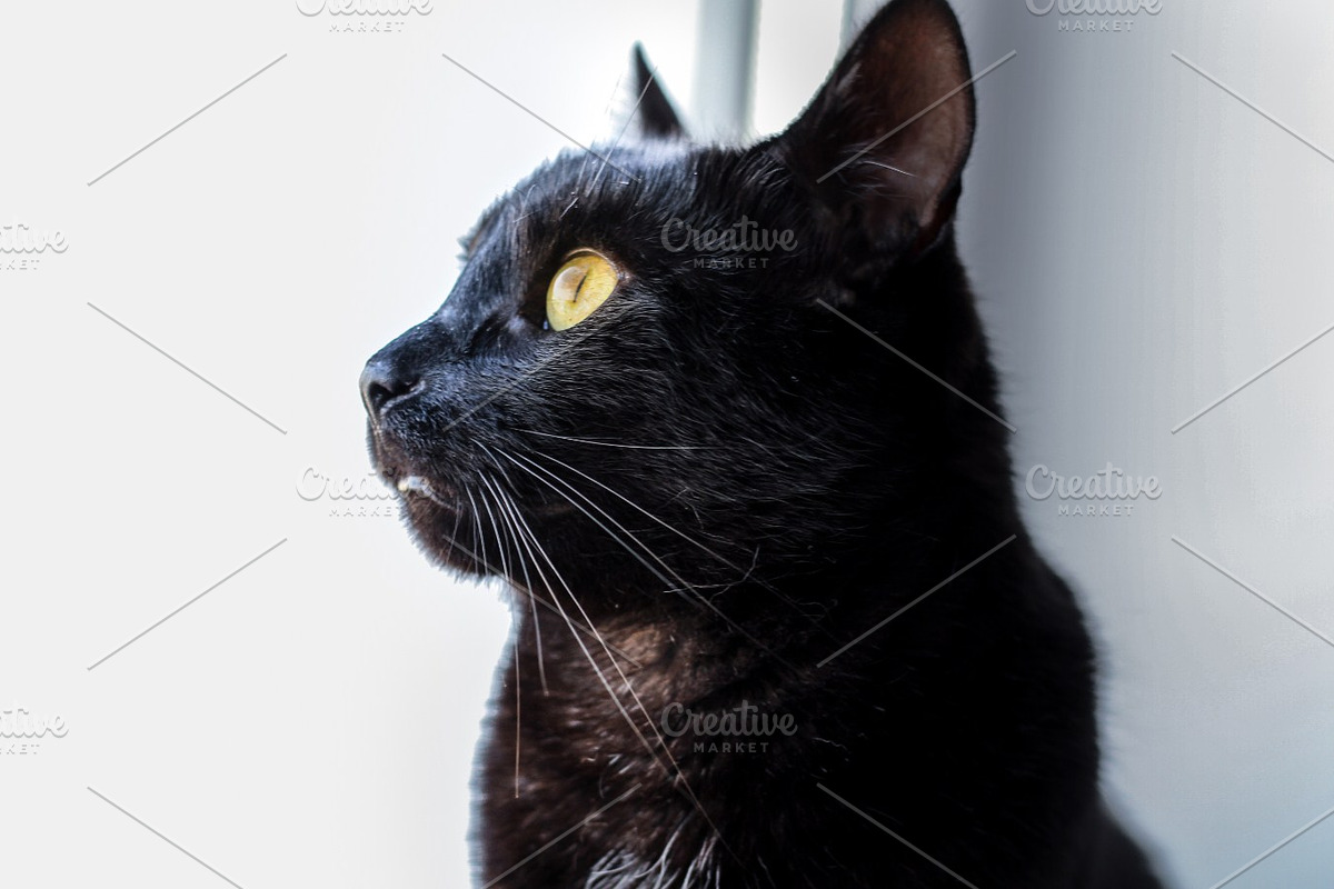 Black cat profile view close up, an Animal Photo by MusiqueDesigns (Photo 1 of 2)