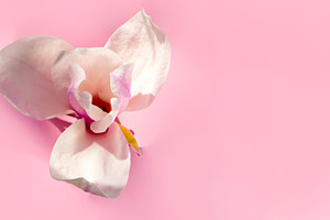 Delicate magnolia flower in bloom on a light pink background, ca, a Nature Photo by Ales Munt