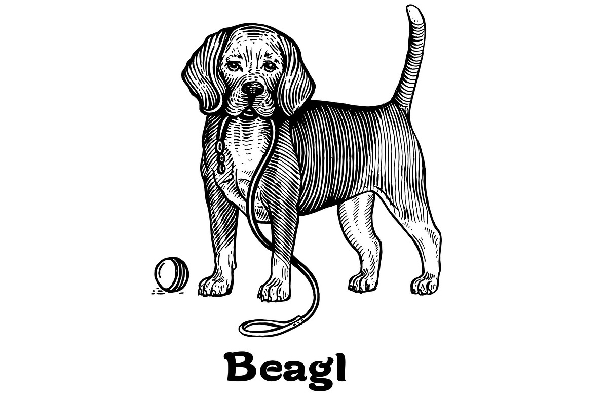Dogs collection, part 1, an Animal Illustration by ZotovShop (Photo 2 of 9)