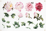 WATERCOLOR BUNDLE Peonies & Roses, an Illustration by ollalya (Thumbnail 82 of 101)