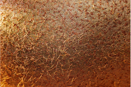 Detailed focus on the fuzzy texture