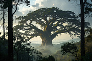 30 Magical Tree Forest Images, a Nature Photo by h.utomo (Thumbnail 5 of 30)
