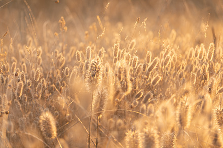 Golden field bokeh photo background
