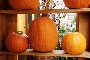 Decorative display of various-sized, a Food & Drink Photo by Rohan Photography
