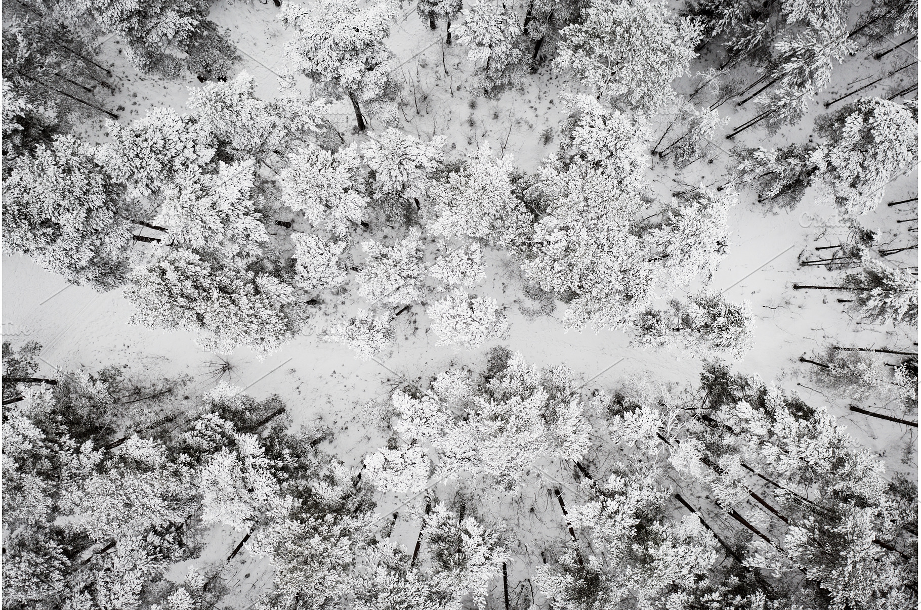 Winter road in snow covered forest, a Nature Photo by Nature and travel