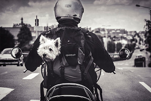 Westie on Tour