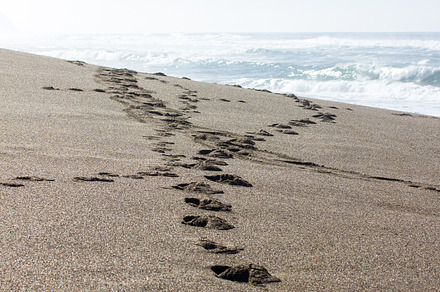 Tracks in the sand featuring beach, sand, and surf