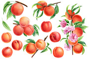 Fruits and berries, an Illustration by Hanna Hryharenka (Thumbnail 4 of 16)