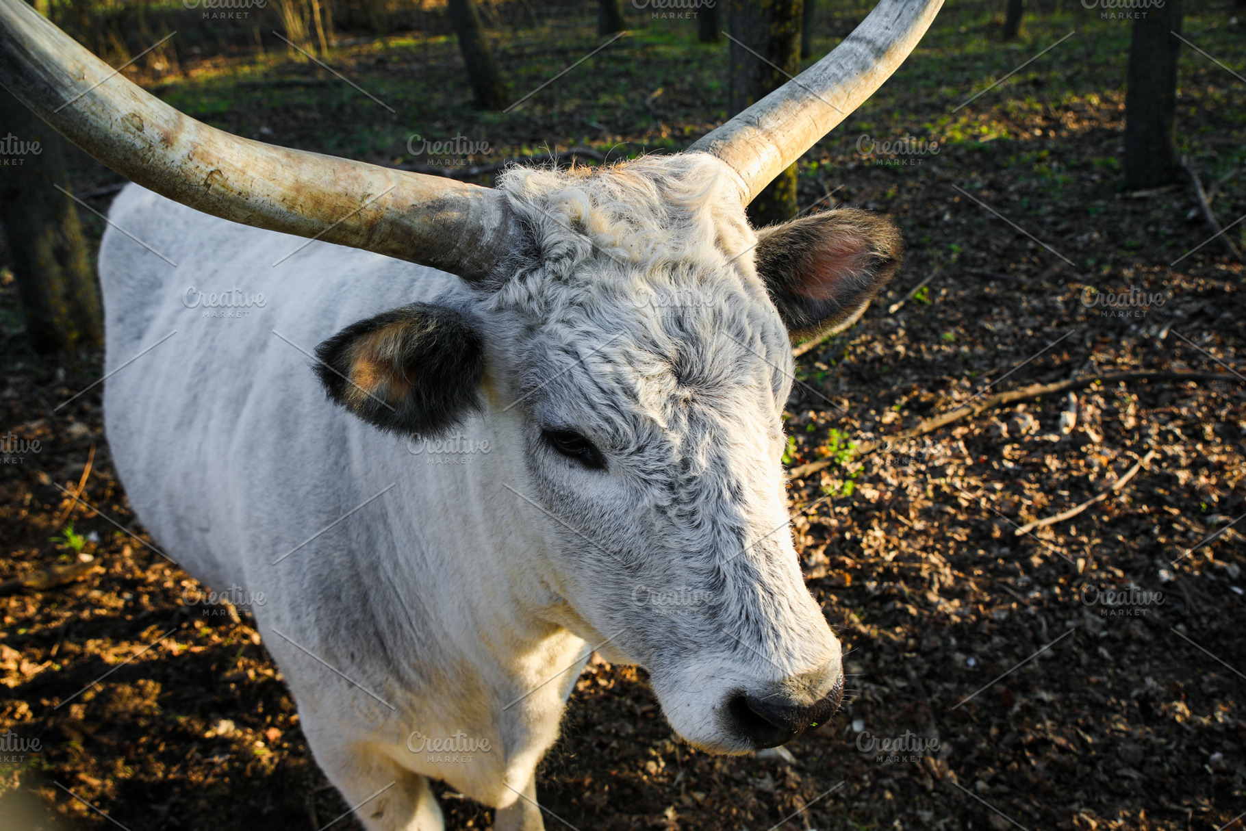 White bull with large curved horns standing in a wooded area, li, an Animal Photo by Ales Munt