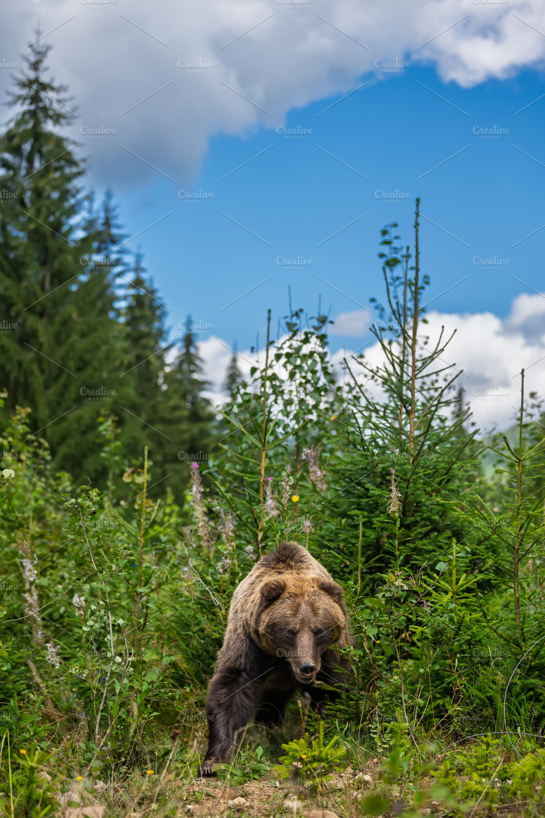 Grizzly bear walking through a lush green forest with tall trees, an Animal Photo by Byrdyak