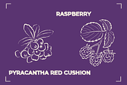 BERRY LINE ART SET (20 elements), a Food Illustration by Bonfloret Studio (Thumbnail 9 of 9)