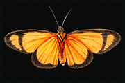 370+ Butterflies Cliparts, an Animal Illustration by Lilithcollageart (Thumbnail 7 of 8)