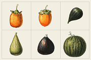 Fruit and Vegetable Art Collection, a Food Illustration by Illusiongraphic (Thumbnail 4 of 14)