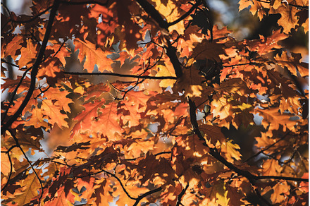 Autumn oak background, a Nature Photo by Nature and travel