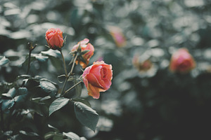 Soft Peach Rose Botanical Photo, a Nature Photo by René Jordaan Photography