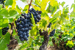 Dark blue wine grapes, a Food & Drink Photo by Volff