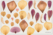 Dried Flowers & Herbs PNG Bundle, a Decorative Illustration by dlinnaya (Thumbnail 3 of 4)