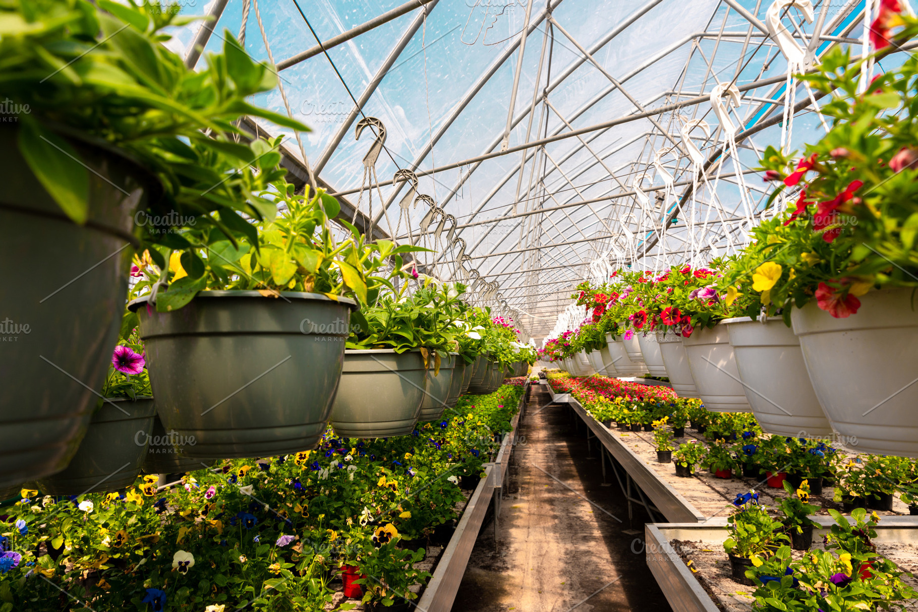 Rows of vibrant flowers in hanging pots and trays inside a brigh, a Nature Photo by Ales Munt
