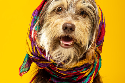 Furry puppy with a headscarf on a yellow background., an Animal Photo by TxemaG