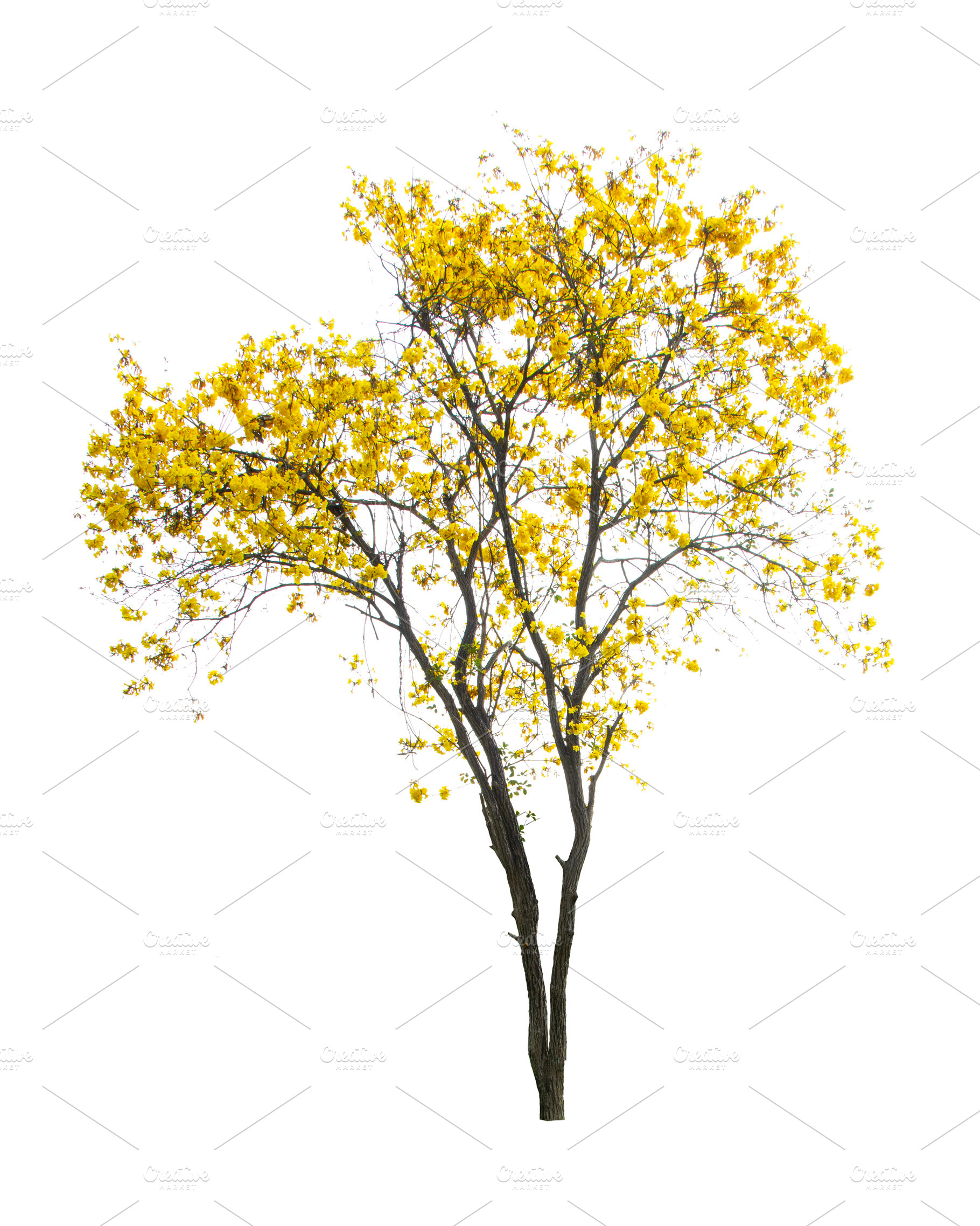Golden Tree, Yellow Flowers Tree., a Nature Photo by rakoptonLPN
